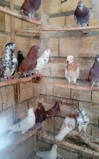 کفتر پرشی نسل قدیم