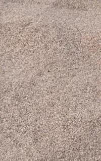 گندم آفتاب