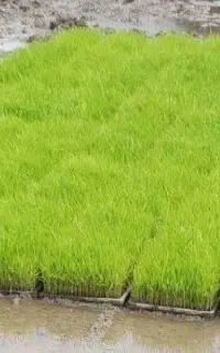توم هاشمی و علی کاظمی