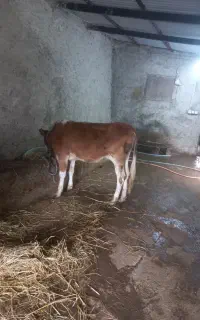 فروش گوساله