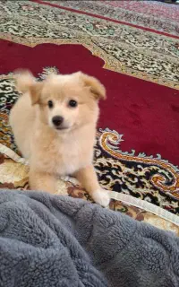 سگ کوچیک