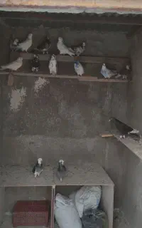فروش کبوتر