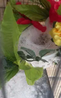 سهره نر مست شرور کت باز کن