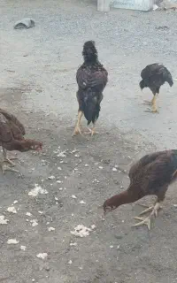 مرغ