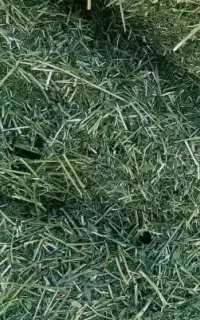 فروش کاه یونجه