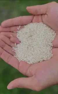 برنج امسال هاشمی