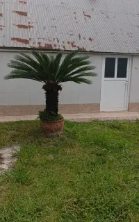 سیکاس ۲۸ ساله