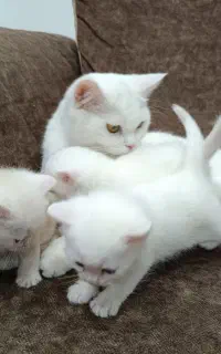 بچه گربه بریتیش اصیل