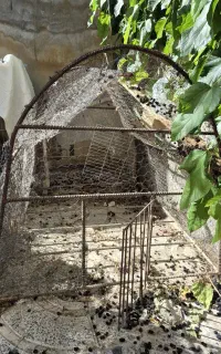 فروش قفس بزرگ