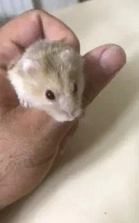 همستر کمپل و سوری