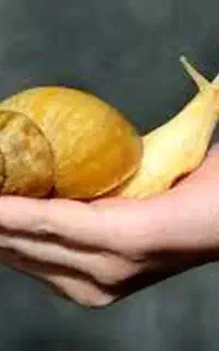 حلزون غول پیکر آلبینو آچاتینا آفریقایی