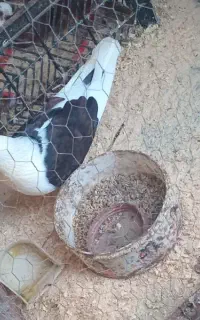 کبوتر دوبال