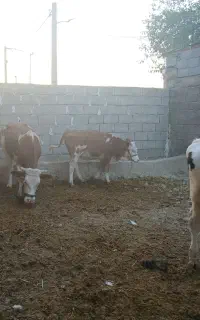 گوساله سیمینتال