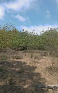 زمین باغی گردو