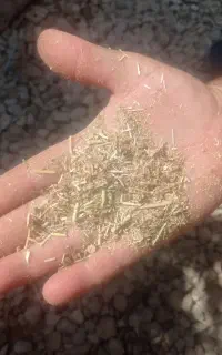 کاه یونجه بذری