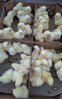 جوجه گوشتی راس 308