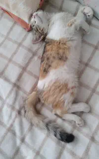 واگذاری گربه
