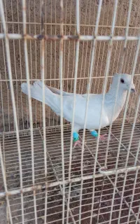 پاکستانی عتیقه