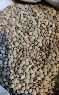 عدس تازه امسال