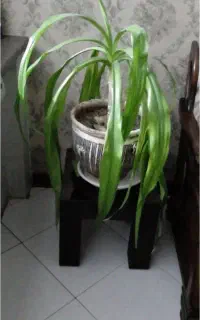 گل شاداب اشک ملکه