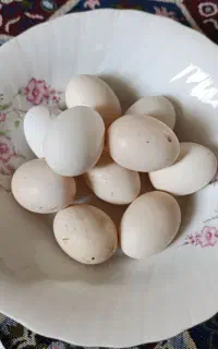 فروش تخم لاری