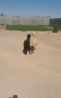 یک راس میش وبره
