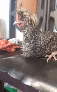 خروس جوان