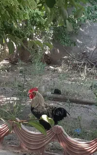 خروس جوان