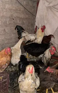 ۴تا خروس فروشی