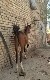 کره نریون 13ماهه