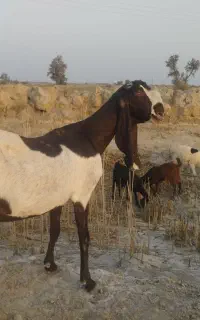 بز کاموری