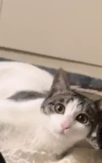 گربه ماده جهت جفت گیری