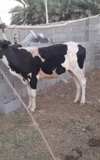 ۲ عدد گاو