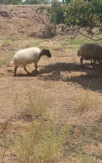 ۴ تا میش بومی