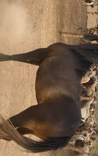 مادیون سرحال و جوان