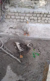 اردک