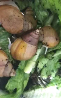حلزون