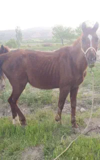 اسب درشوری مادیان و دوتا کره اسب
