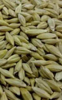جو فروشی