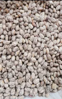 لوبیا قرمز ۲۵۰ارتشی ۲۸۰