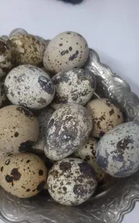 تخم بلدرچین