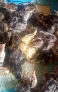 فروش ۱۰ جوجه بوقلمون و ۱۰ جوجه اردک روسی ۲ روزه