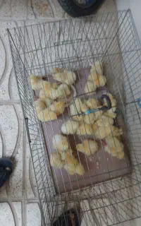 جوجه