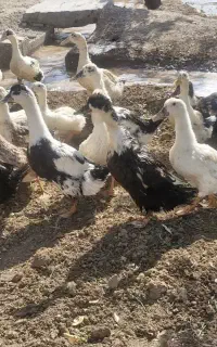 اردک