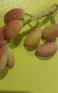 پسته تازه امسال