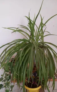 گل طبیعی