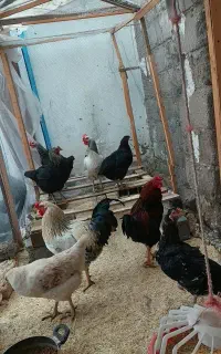 فروش خروس ومرغ تخم گذار