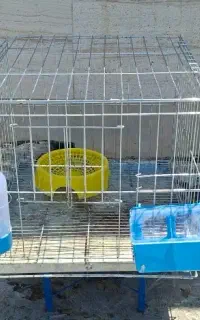 قفس