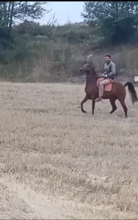 اسب مادیان