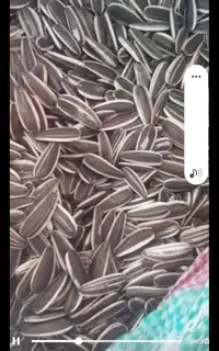 فروش تخمه در انواع سایز از انس۲۰۰ به بالا